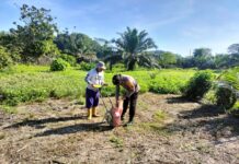Demi Ketahanan Pangan, Bhabinkamtibmas Polsek Sarudu Turun ke Ladang Tanam Jagung di Tengah Terik Mentari