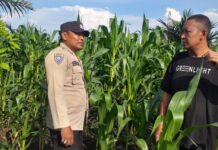 Drama di Ladang Jagung: Bhabinkamtibmas Ajak Petani Lepas dari Jeratan Tengkulak demi Ketahanan Pangan