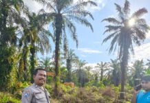 Bhabinkamtibmas Koordinasi Dukung Program Ketahanan Pangan Melalui Pemanfaatan Lahan Replanting Sawit Di Desa Lilimori