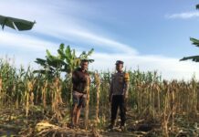 Dukung Ketahanan Pangan, Bhabinkamtibmas Polsek Pasangkayu Pantau Perkembangan Tanaman Jagung Warga