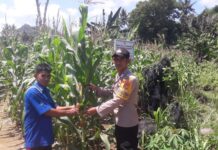 Bhabinkamtibmas Kawal Ketahanan Pangan, Pantau Tanaman Jagung di Desa Ako