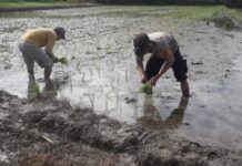 Dekat dengan Warga, Bhabinkamtibmas Polsek Pasangkayu Bantu Petani Tanam Padi di Sawah