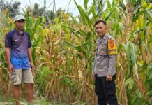 Turun ke Ladang, Bhabinkamtibmas Polsek Bambalamotu Sambangi Petani Jagung: Dekatkan Polisi dengan Warga”