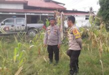 Kapolsek Pasangkayu dan Bhabinkamtibmas Sambangi Petani Jagung, Wujud Dukung Asta Cita di Desa Ako