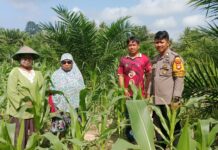 Bhabinkamtibmas Polsek Baras Pantau Perkembangan Jagung Warga, Dorong Penjualan Langsung ke Bulog