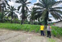 Dorong Ketahanan Pangan, Bhabinkamtibmas Sarudu Pantau Perkembangan Jagung Warga