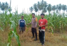 Panen Jagung Melimpah di Kasoloang, Bhabinkamtibmas Dukung Petani Wujudkan Ketahanan Pangan