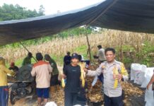 Panen Jagung, Panen Harapan: Bhabinkamtibmas Bambalamotu Bersama Warga Wujudkan Ketahanan Pangan”