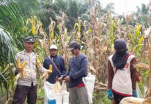 Bhabinkamtibmas Polres Pasangkayu Dukung Program Ketahanan Pangan Lewat Panen Jagung di Desa Batu Matoru