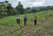 Sambangi Lahan Jagung Warga, Bhabinkamtibmas Gencarkan Sosialisasi Ketahanan Pangan di Sarjo