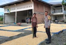 Dukung Program Ketahanan Pangan, Bhabinkamtibmas Polsek Sarudu Bantu Warga Jemur Hasil Panen Jagung