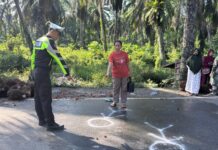Sat Lantas Polres Pasangkayu Datangi TKP Tabrakan Maut di Jalur Trans Sulawesi: Truk Tronton Tabrak Beruntun, Dua Tewas dan Lima Luka