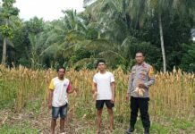 Program Ketahanan Pangan Panen Jagung Di Desa Sarjo 