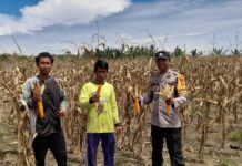 Bhabinkamtibmas Polsek Baras dan Warga Dusun Pelosu Panen Jagung: Dorong Ketahanan Pangan dan Kesejahteraan Keluarga