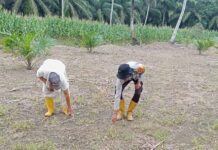 Bhabinkamtibmas Polsek Sarudu bahu membahu Menanam Jagung Bersama Warga Binaan