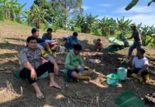 Dukung Ketahanan Pangan, Bhabinkamtibmas Ajak Petani Jual Jagung ke Bulog Demi Harga Lebih Baik