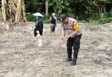 Bhabinkamtibmas Polsek Pasangkayu Tanam Jagung Bersama Warga, Ajak Petani Dukung Ketahanan Pangan Nasional