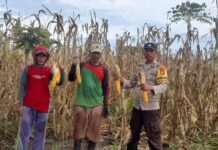 Panen Jagung di Batu Matoru, Bhabinkamtibmas Dorong Warga Perkuat Ketahanan Pangan