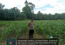 Polsek Baras Dukung Program Ketahanan Pangan Melalui Kontrol Tanaman Jagung Di Desa Kulu
