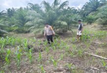 Bhabinkamtibmas Sarudu Pantau Perkembangan Jagung Warga, Dorong Penjualan ke Bulog untuk Dukung Ketahanan Pangan