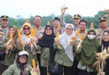 Polres Pasangkayu Ikuti Panen Raya Jagung Serentak Kuartal III, Dorong Ketahanan dan Swasembada Pangan 2025