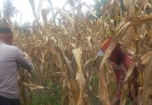 Bhabinkamtibmas Pasangkayu Panen Jagung Bersama Warga, Dorong Ketahanan Pangan dan Ekonomi Keluarga