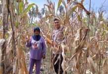 Bhabinkamtibmas Panen Jagung Bersama Warga, Dorong Ketahanan Pangan dan Sejahterakan Petani