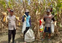 Sinergi Ketahanan Pangan, Polres Pasangkayu Hadir di Panen Jagung Desa Batu Matoru