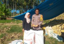 Program Ketahanan Pangan: Panen Jagung di Desa Kasoloang Kecamatan Bambaira