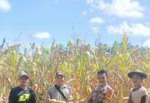 Polsek Bambalamotu Dukung Program Ketahanan Pangan Melalui Panen Jagung Di Desa Wulai