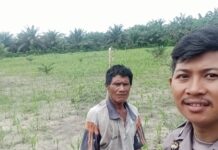 Polsek Baras Dukung Program Ketahanan Pangan Melalui Kontrol Tanaman Jagung