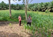 Bhabinkamtibmas Polsek Baras Ajak Warga Manfaatkan Lahan Tidur, Dorong Ketahanan Pangan Lewat Tanaman Jagung