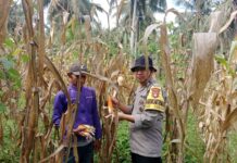 Ketahanan Pangan: Polsek Bambalamotu Bersama Warga Panen Jagung di Sarude
