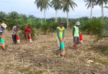 Bhabinkamtibmas Polsek Baras Tanam Jagung Bersama Warga, Dorong Hasil Panen Masuk ke Bulog