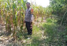 Bhabinkamtibmas Polsek Sarudu Dukung Program Ketahanan Pangan dengan Monitoring Tanaman Jagung Warga