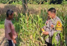 Bhabinkamtibmas Polsek Baras Dorong Ketahanan Pangan, Pantau Perkembangan Tanaman Jagung di Desa Kulu