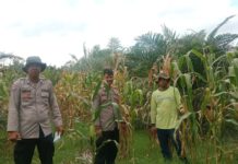 sambang Program Ketahanan Pangan: Dukung Pertanian Jagung Di Desa Singgani