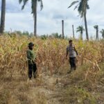 Bhabinkamtibmas Polsek Baras Dukung Ketahanan Pangan Lewat Giat Panen Jagung di Desa Kenangan