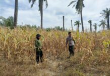 Bhabinkamtibmas Polsek Baras Dukung Ketahanan Pangan Lewat Giat Panen Jagung di Desa Kenangan