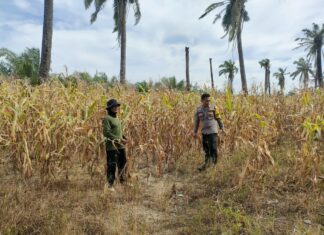 Bhabinkamtibmas Polsek Baras Dukung Ketahanan Pangan Lewat Giat Panen Jagung di Desa Kenangan