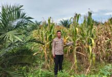 Bhabinkamtibmas Polsek Sarudu Monitoring Lahan Tanaman Jagung Dalam Rangka Dukung Program Ketahanan Pangan