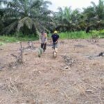 Polsek Sarudu Tinjau Dan Bantu Penanaman Jagung Di Dusun Meolaan Untuk Dukung Program Ketahanan Pangan