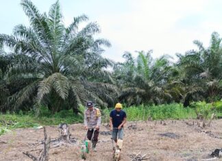 Polsek Sarudu Tinjau Dan Bantu Penanaman Jagung Di Dusun Meolaan Untuk Dukung Program Ketahanan Pangan