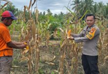 BHABINKAMTIBMAS BAMBLAMOTU PANEN JAGUNG BERSAMA WARGA DI DESA LETAWA