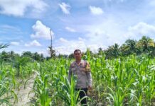 Bhabinkamtibmas Sarudu Cek Tanaman Jagung Warga, Dukung Ketahanan Pangan di Desa Benggaulu