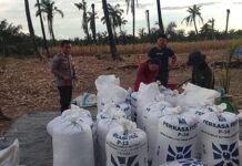 Bhabinkamtibmas Polsek Baras Lakukan Pemeriksaan Kadar Air Jagung Warga, Dorong Pemanfaatan Lahan untuk Ketahanan Pangan