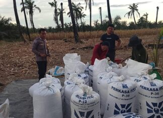 Bhabinkamtibmas Polsek Baras Lakukan Pemeriksaan Kadar Air Jagung Warga, Dorong Pemanfaatan Lahan untuk Ketahanan Pangan
