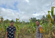 Bhabinkamtibmas Pantau Perkembangan Tanaman Jagung Warga di Desa Letawa, Dorong Penjualan ke Bulog Pasangkayu