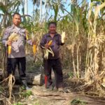 Bhabinkamtibmas Polsek Baras Dampingi Warga Panen Jagung Dukung Program Ketahanan Pangan