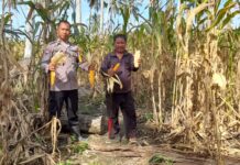 Bhabinkamtibmas Polsek Baras Dampingi Warga Panen Jagung Dukung Program Ketahanan Pangan